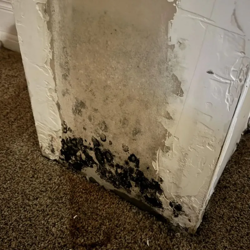 Professional Mold Removal in Kershaw County, SC